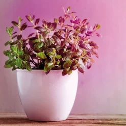 Paulmann planten lamp E27 Grow Green 6.5W